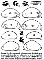 Ekpontocypris litoricola_Propontocypris (Ekpontocypris) litoricola Maddocks, 1969 from original description