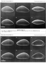 Propontocypris trigonella SENSU Athersuch_1982_On Propontocypris trigonella