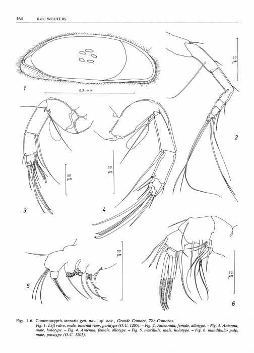 Comontocypris arenaria Wouters, 1987 from origtinal description