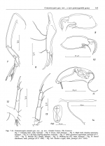 Comontocypris arenaria Wouters, 1987 from origtinal description