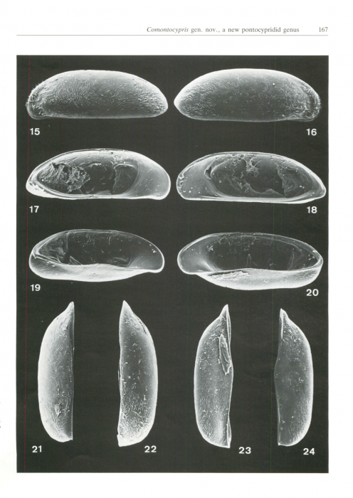 Comontocypris arenaria Wouters, 1987 from origtinal description