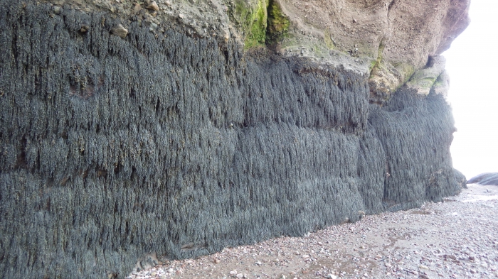 Seaweed, Ascophyllum nodosum (L.) Le Jolis, canopy Seaweed, Ascophyllum nodosum (L.) Le Jolis, canopy