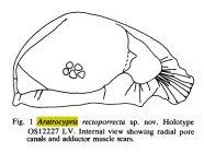 Aratrocypris rectoporrecta Whatley et al., 1985 from original description