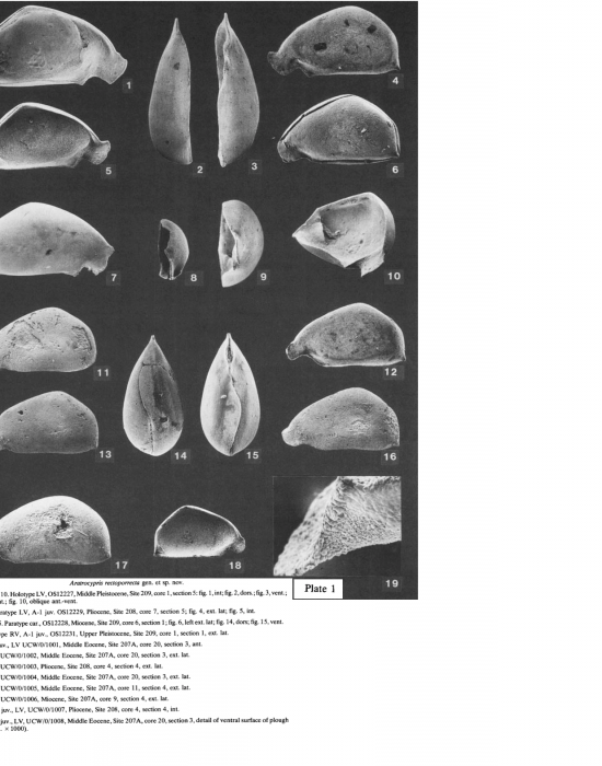 Aratrocypris rectoporrecta Whatley et al., 1985 from original description