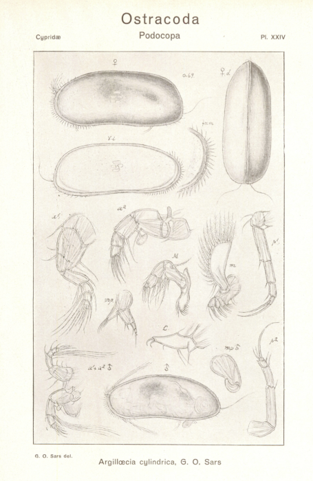 Argilloecia cylindrica from Sars (1923. An account of the Crustacea of Norway. Ostracoda. Parts III and IV)