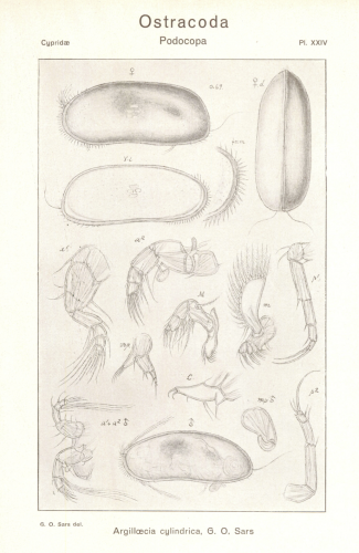 Argilloecia cylindrica from Sars_1923_An account of the Crustacea of Norway_Ostracoda_Parts III u IV
