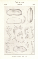 Argilloecia cylindrica from Sars (1923. An account of the Crustacea of Norway. Ostracoda. Parts III and IV)