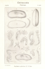 Argilloecia cylindrica from Sars (1923. An account of the Crustacea of Norway. Ostracoda. Parts III and IV)