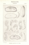 Argilloecia cylindrica from Sars (1923. An account of the Crustacea of Norway. Ostracoda. Parts III and IV)