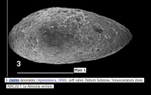 Liasina from Gomez_Arias_2010_Rapid warming and ostracods mass extinction