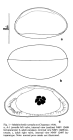 Maddocksella tumefacta (Chapman 1914) from McKenzie_1981_Chapman´s Mallee Bores and Sorrento Bore