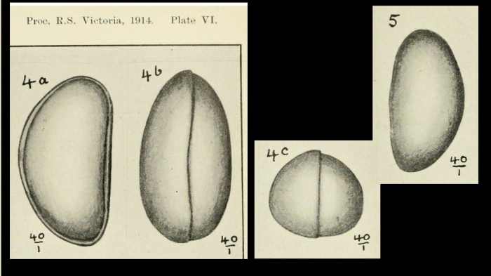 Maddocksella tumefacta (Chapman, 1914) from original description