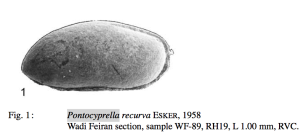 Pontocyprella recurva Esker, 1958 FROM Morsi et al., 2008