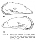 Peripontocypris milleri Wouters, 1997 from original description-1