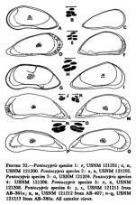 Pontocypris from Maddocks_1969_Recent Ostracodes of the family Pontocyprididae chiefly from the Indian Ocean