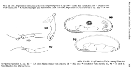 Robustoargilloecia largomarginalis (Argilloecia (Robustoargilloecia) largomarginalis) from Hartmann, 1986