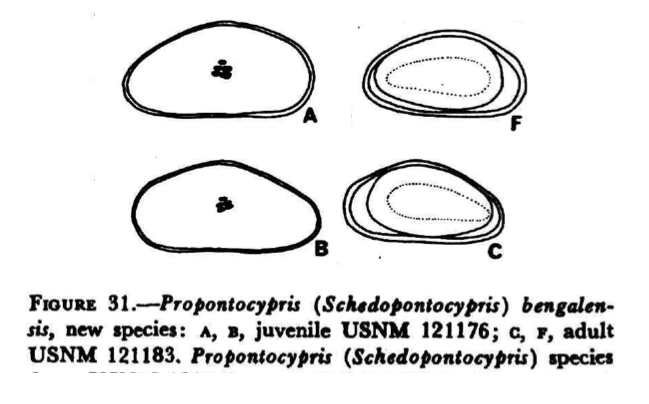 Schedopontocypris bengalensis Maddocks, 1969 from original description