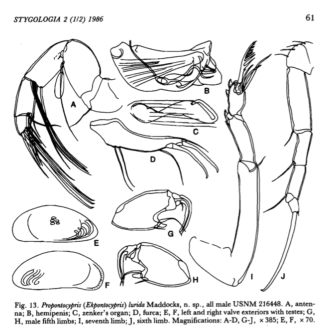 Propontocypris (Ekpontocypris) lurida Maddocks in Maddocks &amp; Iliffe, 1986 from the original description