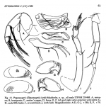 Propontocypris (Ekpontocypris) lurida Maddocks in Maddocks & Iliffe, 1986 from the original description