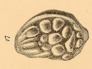 Cythere cellulosa Norman, 1865 from original description