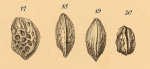 Cythere cellulosa Norman, 1865 from original description