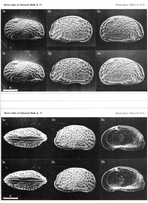 Hemicythere villosa (Sars, 1866) from Athersuch &amp; Whittaker, 1981