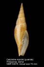 Calcimitra morchii