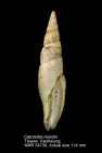 Calcimitra morchii