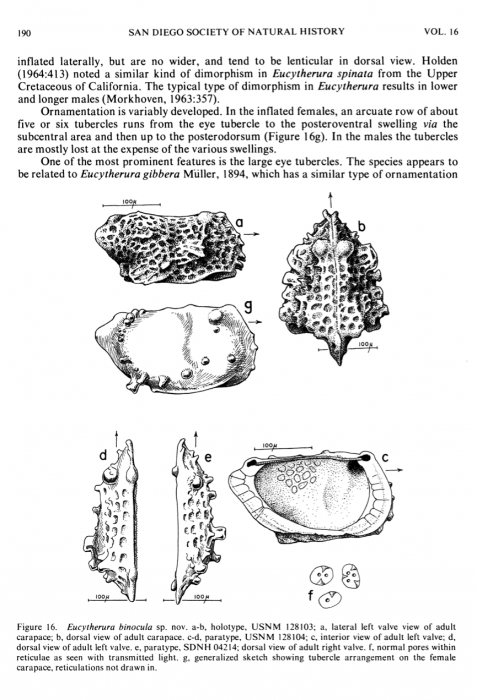 Eucytherura binocula Allison & Holden, 1971 from original description