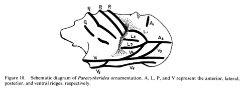 Paracytheridea from Allison & Holden, 1971