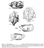 Paracytheridea from Allison_Holden_1971_Recent ostracodes from Clipperton Island, Eastern Tropical Pacific