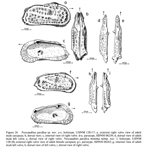 Neocaudites pacifica pacifica Allison & Holden, 1971 from original description