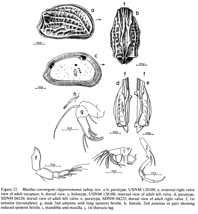Mutilus convergens clippertonensis Allison & Holden, 1971 from original description