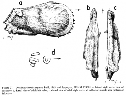 Occultocythereis from Allison & Holden, 1971