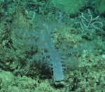 Aquaumbridae