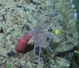 Bathyalcyon sp., 411 m West Florida Escarpment, Gulf of Mexico.

Photograph courtesy of NOAA-Pelagic Research Services. Identification by P. Etnoyer and D. Wagner.