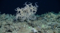 Anthozoa