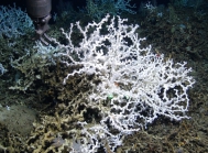 Lophelia pertusa, 478 m West Florida Escarpment, Gulf of Mexico.

Photograph courtesy of NOAA-Pelagic Research Services. Identification by P. Etnoyer and D. Wagner.