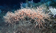 Lophelia pertusa, 496 m West Florida Escarpment, Gulf of Mexico.

Photograph courtesy of NOAA-Pelagic Research Services. Identification by P. Etnoyer and D. Wagner.