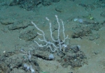 Cnidaria