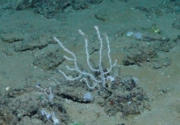 Muriceidessp., 420 m West Florida Escarpment, Gulf of Mexico.

Photograph courtesy of NOAA-Pelagic Research Services. Identification by P. Etnoyer and D. Wagner.