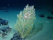 Paramuriceasp., 432 m West Florida Escarpment, Gulf of Mexico.

Photograph courtesy of NOAA-Pelagic Research Services. Identification by P. Etnoyer and D. Wagner.