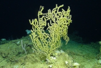 Paramuriceasp., 517 m West Florida Escarpment, Gulf of Mexico.

Photograph courtesy of NOAA-Pelagic Research Services. Identification by P. Etnoyer and D. Wagner.