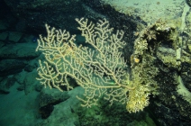 Paramuriceasp., 686 m West Florida Escarpment, Gulf of Mexico.

Photograph courtesy of NOAA-Pelagic Research Services. Identification by P. Etnoyer and D. Wagner.