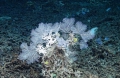 Anthozoa