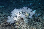 Plumarella sp., 494 m West Florida Escarpment, Gulf of Mexico.

Photograph courtesy of NOAA-Pelagic Research Services. Identification by P. Etnoyer and D. Wagner.