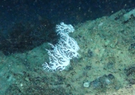 Stylastersp., 415 m West Florida Escarpment, Gulf of Mexico.

Photograph courtesy of NOAA-Pelagic Research Services. Identification by P. Etnoyer and D. Wagner.