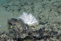 Hydrozoa (hydroids)