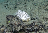 Stylastersp., 408 m West Florida Escarpment, Gulf of Mexico.

Photograph courtesy of NOAA-Pelagic Research Services. Identification by P. Etnoyer and D. Wagner.