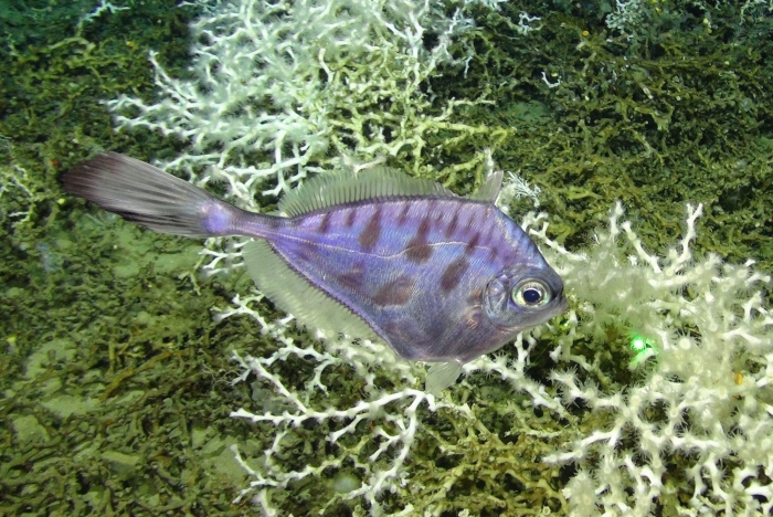 Grammicolepis brachiusculus Grammicolepis brachiusculus